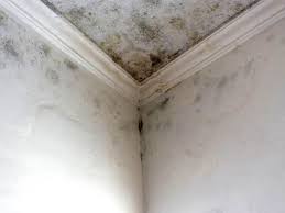 Best Mold Damage Restoration in Perryopolis, PA