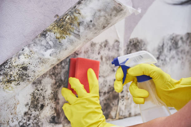 Best Real Estate Mold Inspection in Perryopolis, PA