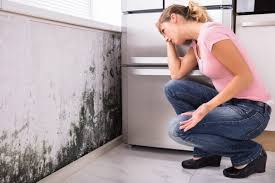  Perryopolis, PA Mold Removal Pros